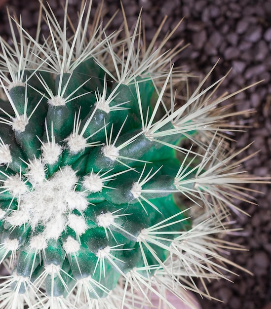 Round cactus top view close up