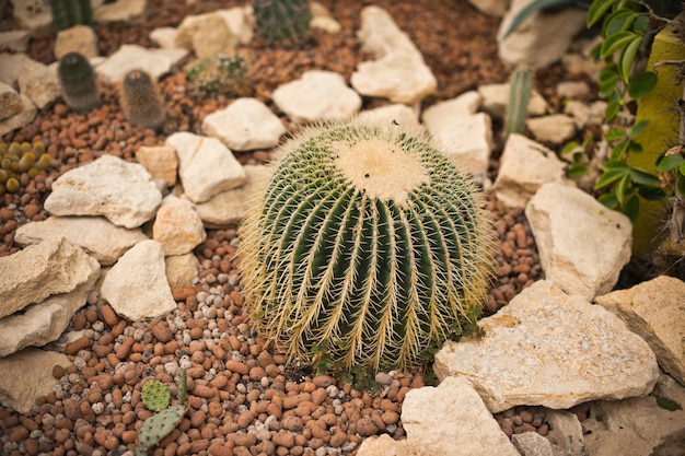 Round cactus