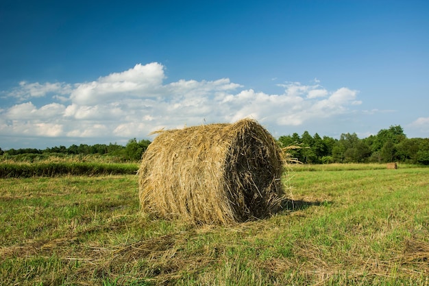 Round hay bale in the field forest and white clouds on blue sky - view on a sunny day