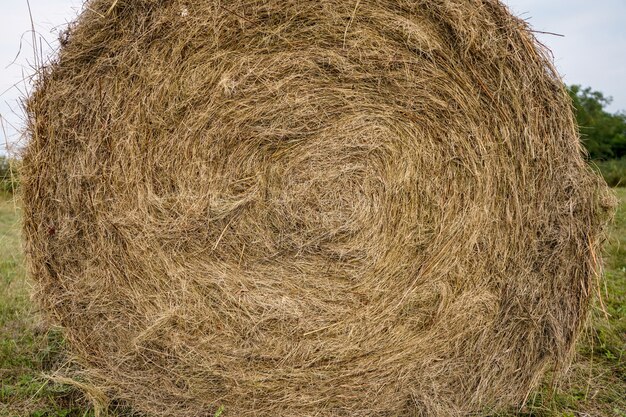 Round haystack in the field closeup.