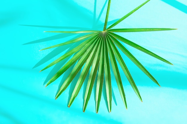 Round Spiky Palm Leaf on Light Blue Background