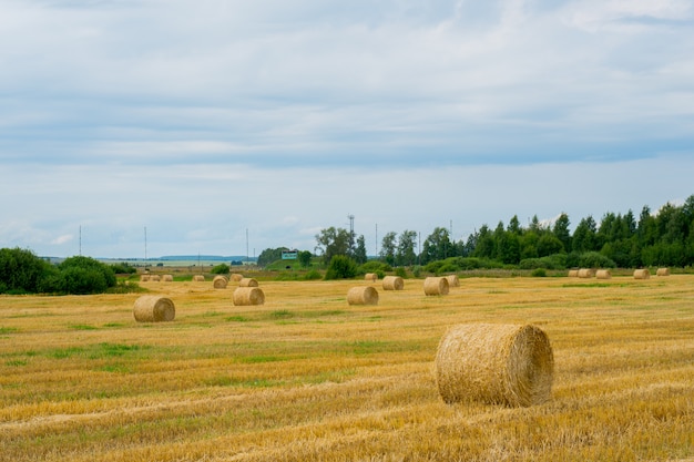 Round stacks of straw in the field.