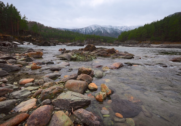 Round stones on the Bank of a mountain river Pine forest on a rocky shore snowy mountains