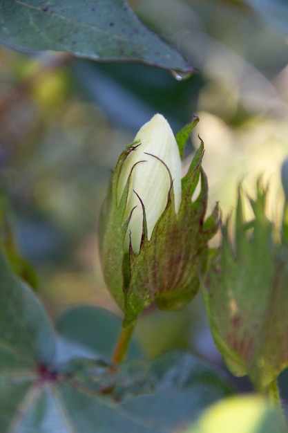 Round yellow flowers of the cotton plant