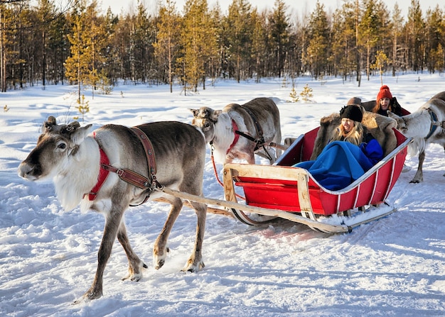 Rovaniemi, Finland - March 5, 2017: Woman at Reindeer sled caravan safari in winter forest in Rovaniemi, Finnish Lapland