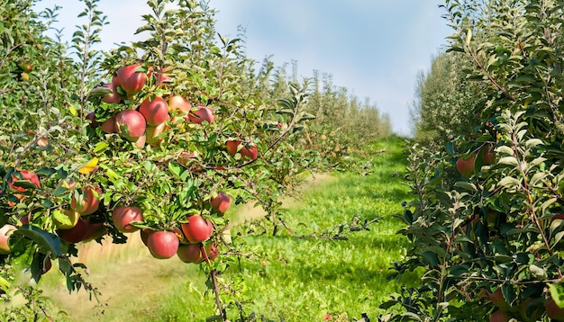 A row of apple trees with red apples on the branches