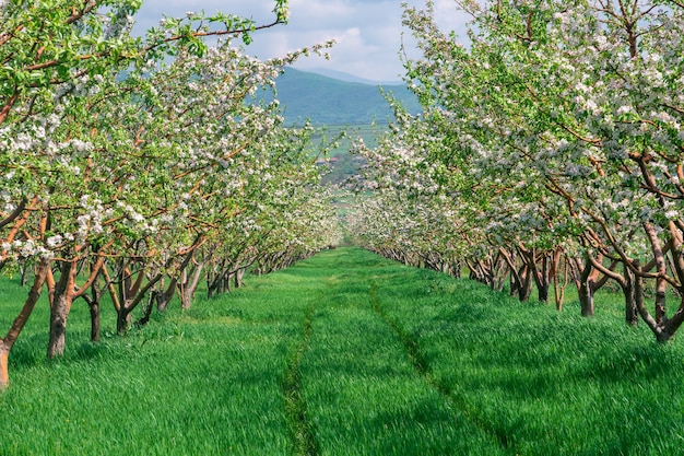 Row of Beautiful blooming of decorative apple and fruit trees