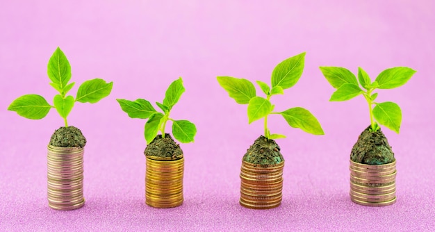 Row of coins with green leaf plant springing to life isolated on purple paper backgroundBusiness growing and nature environment background concept