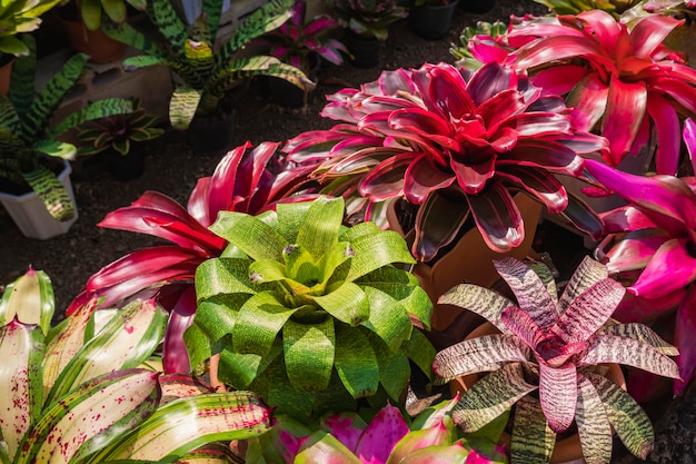 Row of colorful bromeliad plants are growing in greenhouse area at home