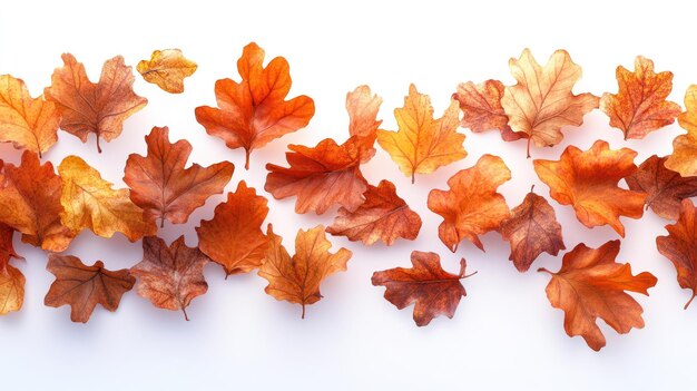 Photo a row of dried orangebrown autumn leaves on a white background