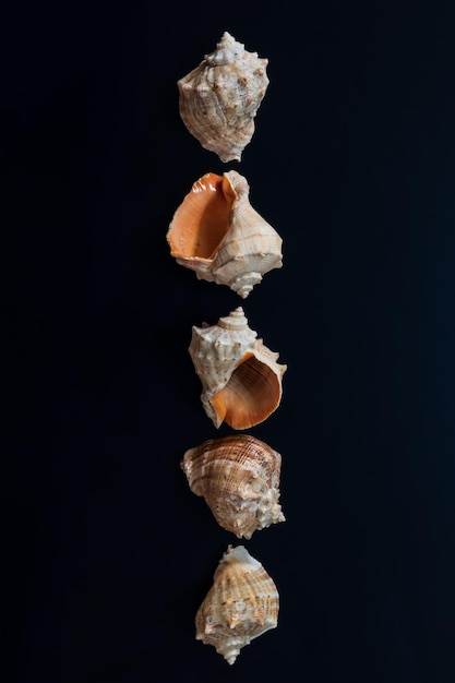 Row of five rapana sea shells of the same size isolated on black background