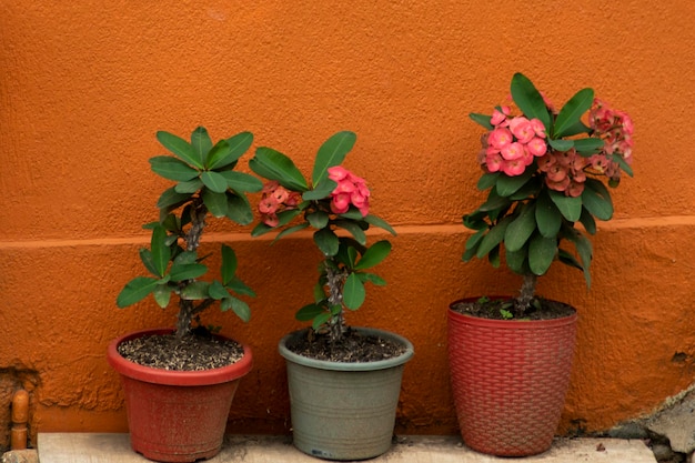 A row of flower pots with pink flowers in front of a orange wall.