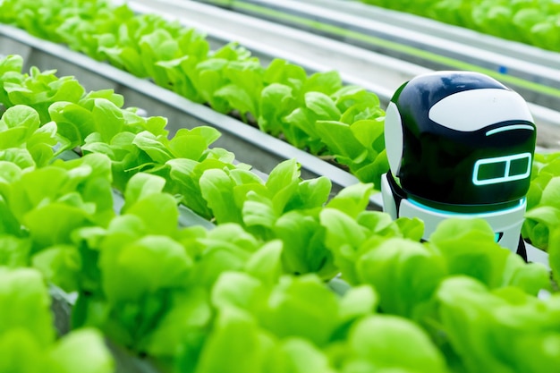 a row of green basil plants are growing in a greenhouse