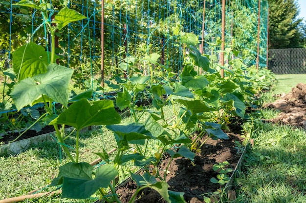 A row of green cucumber plants. Cucumbers grow in the open ground. Vegetable