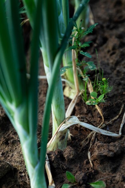 A row of green onions in the garden. Vitamins and healthy food. Close-up. Vertical.