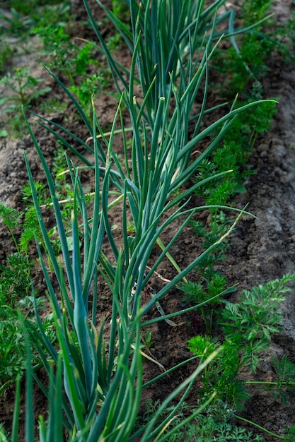 A row of green onions in the garden. Vitamins and healthy food. Vertical.