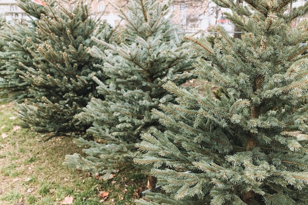 Row of natural Christmas trees on farm market