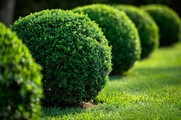 Photo a row of neatly trimmed topiary bushes in a formal garden