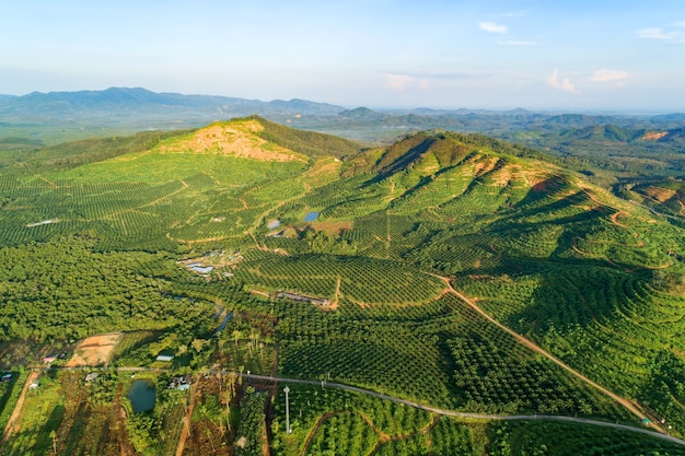 Row of palm tree plantation garden on high mountain in phang nga thailand. Aerial view of beautiful nature landscape.