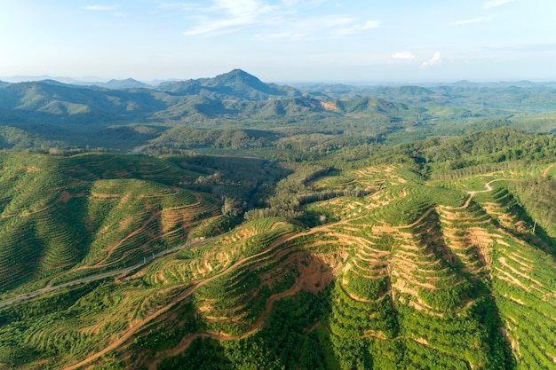 Row of palm tree plantation garden on high mountain in phang nga thailand Aerial view drone shot