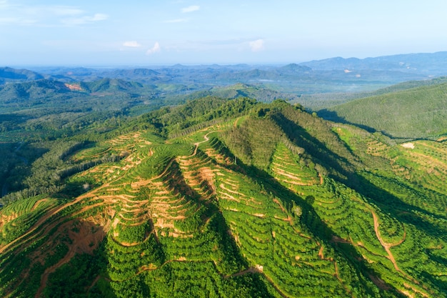 Row of palm trees plantation garden on high mountain in phang nga thailand Aerial view drone shot