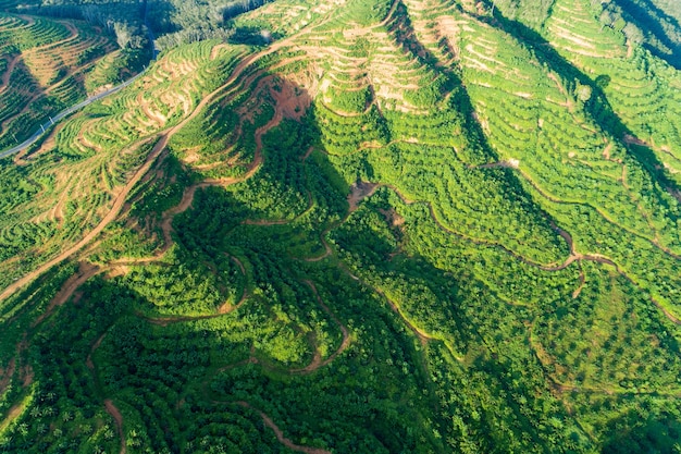 Row of palm trees plantation garden on high mountain in phang nga thailand Aerial view drone shot.