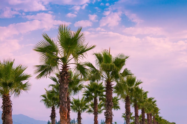 Row of palm trees at sunset light