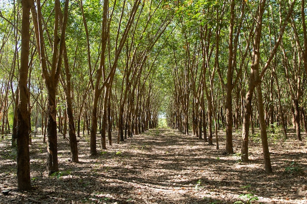 Row of para rubber tree. Rubber plantation background