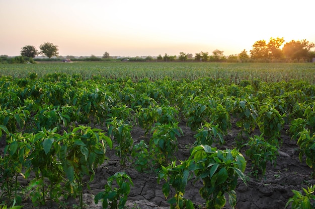 Row of pepper seedlings plants Industrial growing vegetables on open ground Agroindustry Farming agriculture Farm field Care and protection of young crops Agronomy and vegetable growing