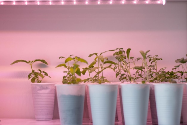 A row of plants in plastic cups with the words basil on the bottom.