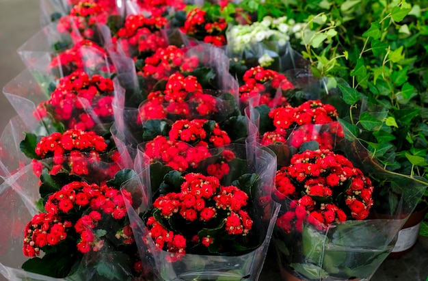 Row of potted coral red kalanchoe blossfeldiana plant for salein the garden shop.