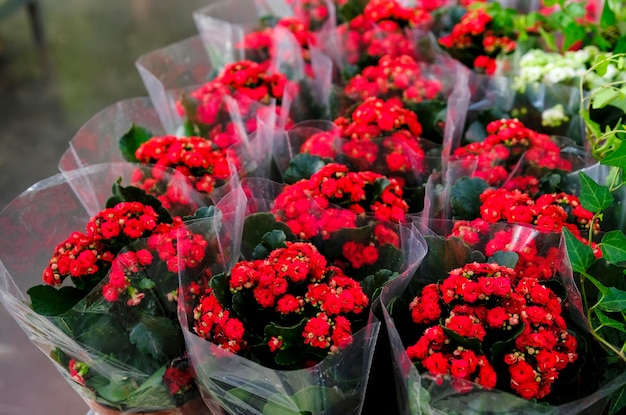 Row of potted coral red kalanchoe blossfeldiana plant for salein the garden shop.