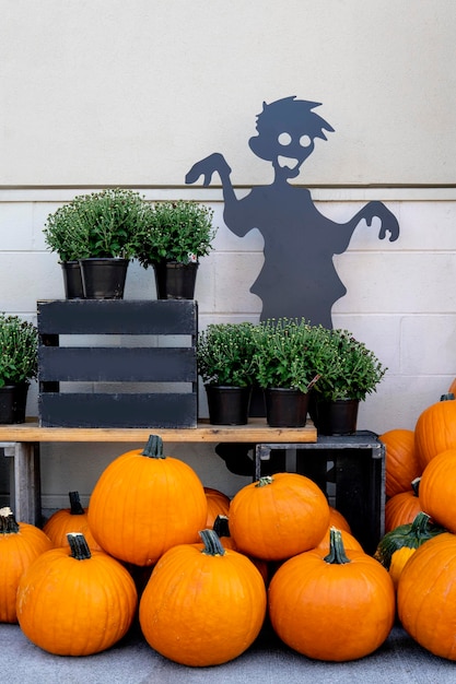 Row of ripe pumpkins with black zombie figure outdoors. Fall and Harvest festival. Halloween concept