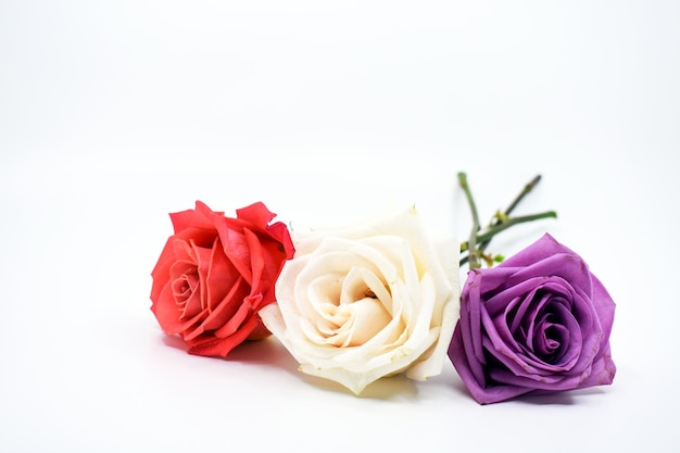 A row of roses with different colors