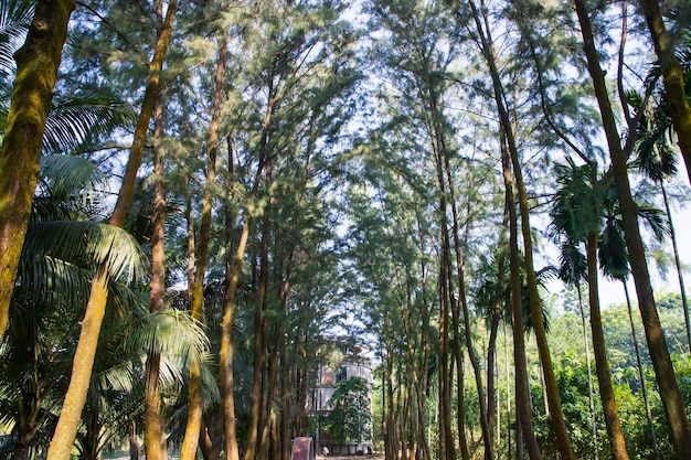 A row of rows trees in the park landscape view