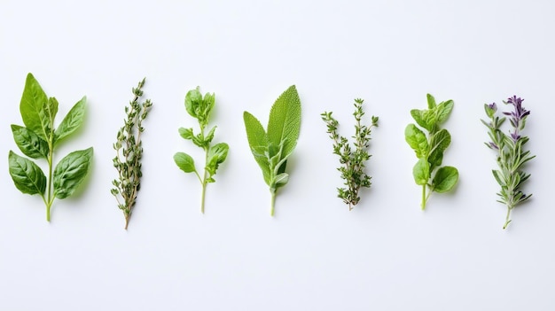 A Row of Sprigs of Fresh Herbs on a White Background