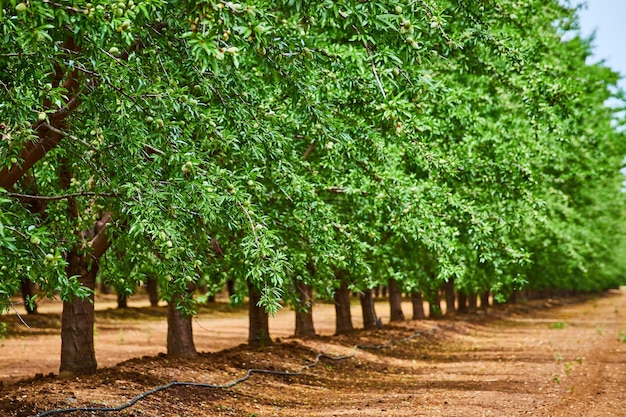 Row of spring almond trees