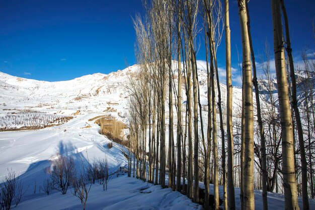 Row of tall trees in the mountains