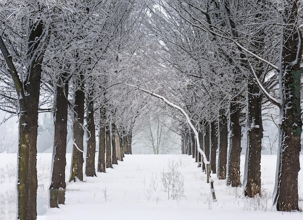 Row of trees in winter with falling snow