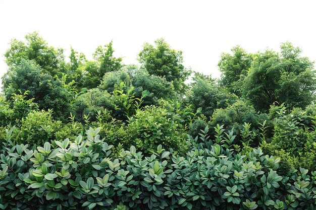 Photo a row of trees with a lot of green leaves