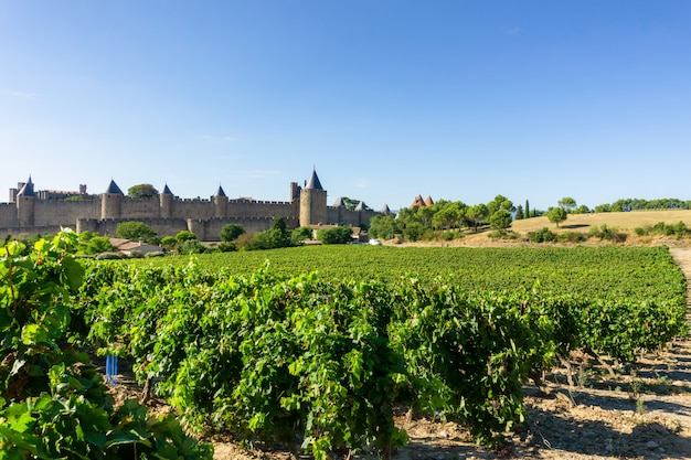 Photo row vine grape in champagne vineyards at carcassonne