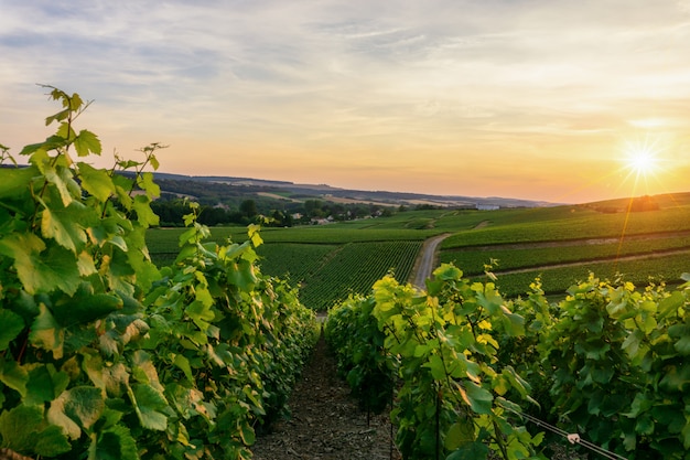 Row vine grape in champagne vineyards at montagne de reims countryside village