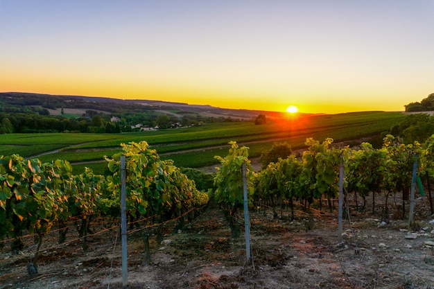 Row vine grape in champagne vineyards at montagne de reims