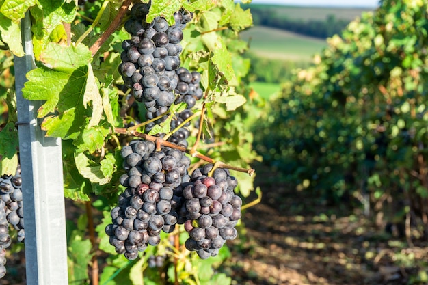 Row vine grape in champagne vineyards at montagne de reims