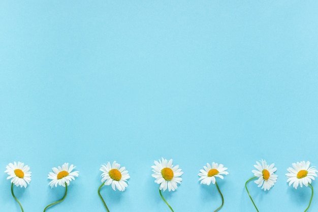 Row of white chamomiles daisies flowers on pastel blue color paper background 