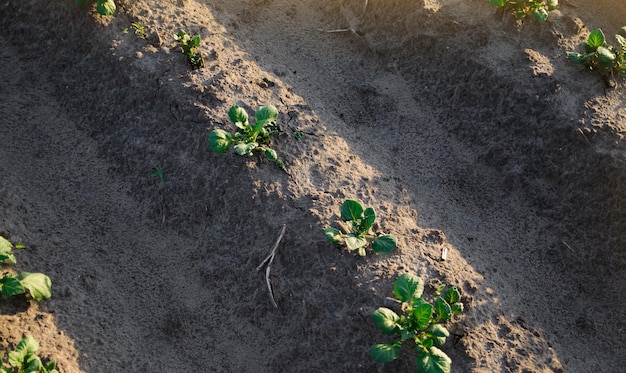 A row of young shoots of potato bushes on a farm plantation Vegetable rows Growing food Olericulture Agriculture and agro industry Landscape with agricultural land Agribusiness organic farming