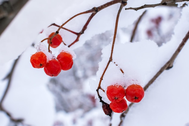 Rowan berries in the snow closeup winter frost