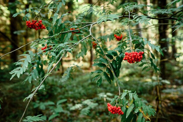 Rowan berries on a tree in the forest