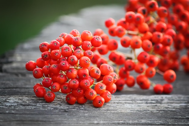 Rowan berries on vintage wooden boards outdoors