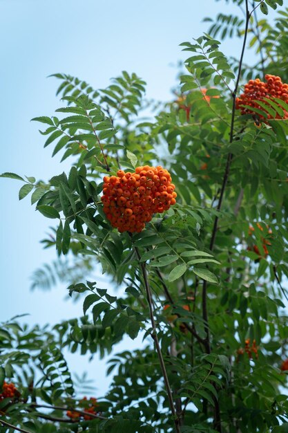 Rowan berries